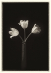 Triplette de tulipes - Christian JEZEQUEL